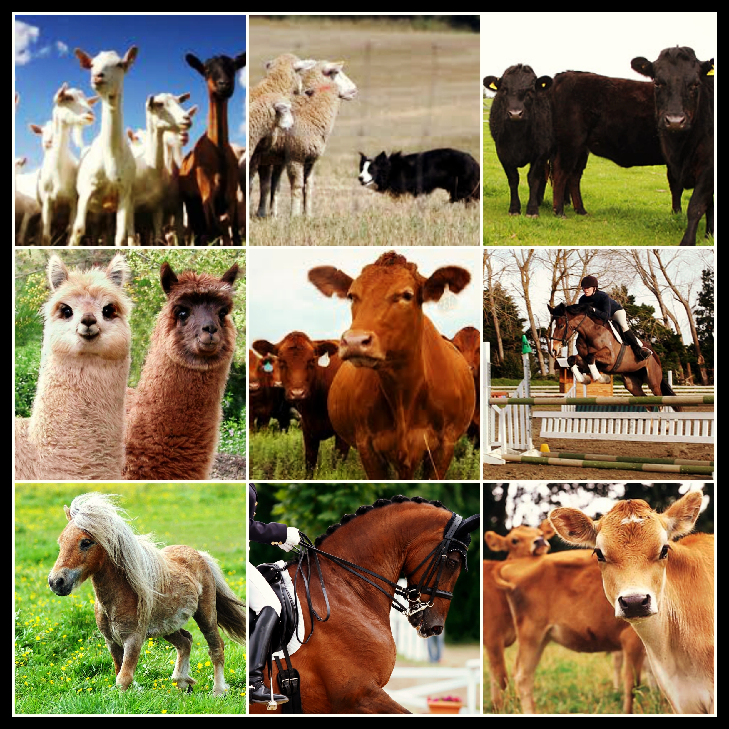 AnimalEvents.jpg